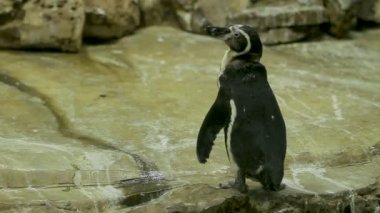 Humboldt pengueni Perulu penguen Spheniscus humboldti muhafaza içinde havuz kenarına kalma. Bangkok, Tayland.