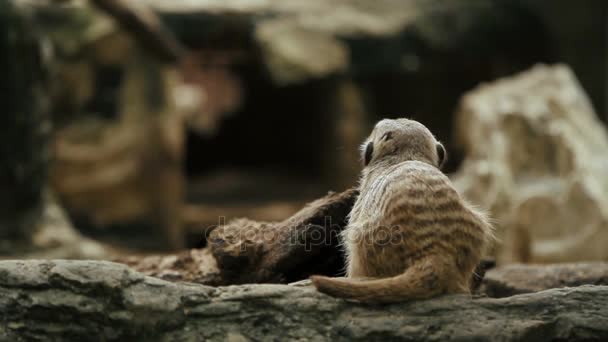 Meerkat lub suricate Suricata suricatta siedzi na kamieniu w obudowie i wąchania. Bangkok, Tajlandia. — Wideo stockowe