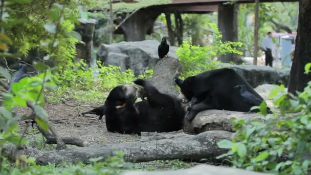 Пара азиатских черных медведей Ursus thibetanus, Selenarctos thibetanus, также известных как лунный медведь, или белый медведь, среди пальм. Бангкок, Таиланд . — стоковое видео