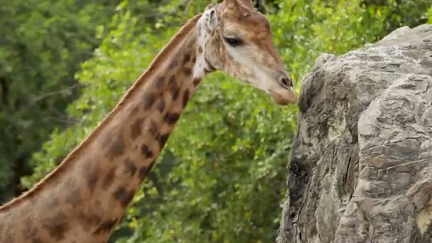 Närbild bilder med giraff Giraffa camelopardalis. Bangkok, Thailand. — Stockvideo
