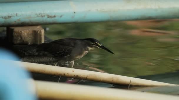 Butor à la recherche de poissons dans l'eau. Petite chasse aux oiseaux pour la nourriture . — Video