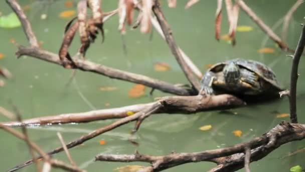 Tortuga sentada en la rama de algarrobos en el agua. Tailandia . — Vídeo de stock