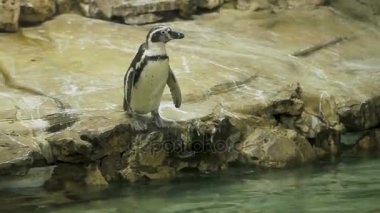 Humboldt pengueni Perulu penguen Spheniscus humboldti muhafaza içinde havuz kenarına kalma. Bangkok, Tayland.