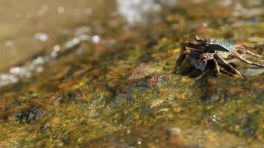Deniz kenarında bir kayanın üzerinde tarama ve yiyecek için yengeç. Yengeç yemek pençeleri kullanarak onun ağzına gönderme. Phuket Island, Tayland.