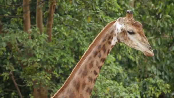 Close-up beelden met Giraffe Giraffa camelopardalis. Bangkok, Thailand. — Stockvideo