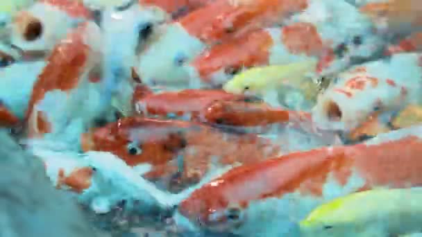 Akvárium, tele éhes ponty, Koi halak Cyprinus carpio. Dusit Zoo, Bangkok, Thaiföld. — Stock videók