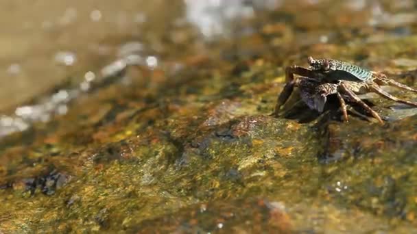 Crabe rampant sur un rocher près de la mer et à la recherche de nourriture. le Crabe envoyant de la nourriture dans sa bouche en utilisant des griffes. Île de Phuket, Thaïlande .