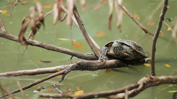 Żółw, siedząc na gałęzi świętojański w wodzie. Tajlandia. — Wideo stockowe