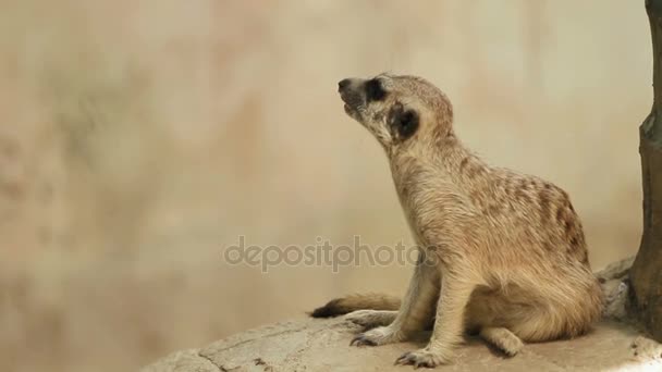 Meerkat lub suricate Suricata suricatta siedzi na kamieniu w obudowie i wąchania. Bangkok, Tajlandia. — Wideo stockowe