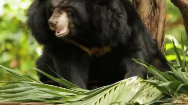 Asya siyah ayı Ursus thibetanus, Selenarctos thibetanus, olarak da bilinir ay ayı ya da beyaz göğüslü ayı, oturur arasında palmiye yaprakları. Bangkok, Tayland.