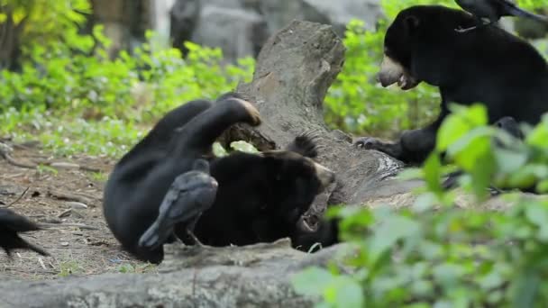 Пара азиатских черных медведей Ursus thibetanus, Selenarctos thibetanus, также известных как лунный медведь, или белый медведь, среди пальм. Бангкок, Таиланд . — стоковое видео