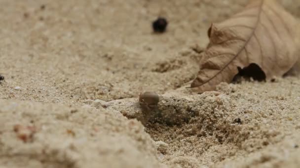 Little crab crawling on sand. Phuket, Thailand. — Stock Video