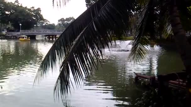 As pessoas andam de catamarã na lagoa no parque Lumpini. Vista sobre a água através de folhas de palmeira. Bangkok, Tailândia . — Vídeo de Stock