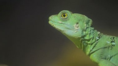 Yeşil iguana kertenkele portresi kapatın. Tayland.