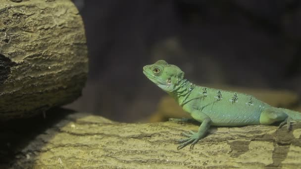 Närbild porträtt av Grön leguan ödla. Thailand. — Stockvideo