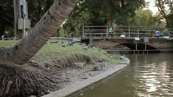 バンコク, タイ王国 - 2012 年 10 月 24 日。ルンピニ公園の池の岸にクロールのトカゲを監視します。歩行とそれを見る人. — ストック動画