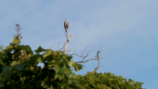 A águia-do-mar senta-se no galho no topo da árvore. Phuket, Tailândia . — Vídeo de Stock