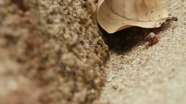 Malý krab napodobuje písek. Ostrov Phuket, Thajsko. — Stock video