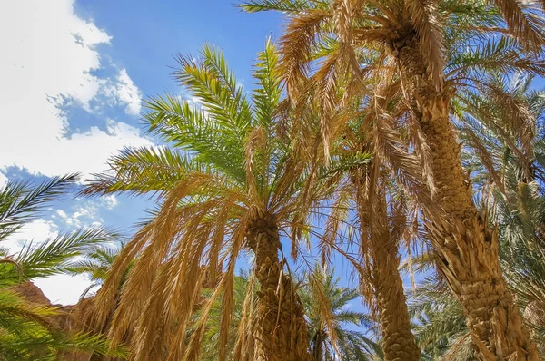 Palmbomen in oase Chebika, beroemde bezienswaardigheid in de Saharawoestijn. Tunesië. — Stockfoto