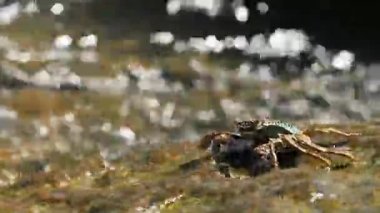 Deniz kenarında bir kayanın üzerinde tarama ve yiyecek için yengeç. Yengeç yemek pençeleri kullanarak onun ağzına gönderme. Phuket Island, Tayland.