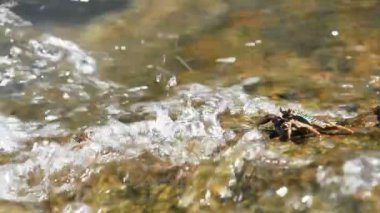 Deniz ve yiyecek için yakın bir kayanın üzerinde sürünerek yengeçler çifti. Yengeç yemek pençeleri kullanarak onun ağzına gönderme. Phuket Island, Tayland.