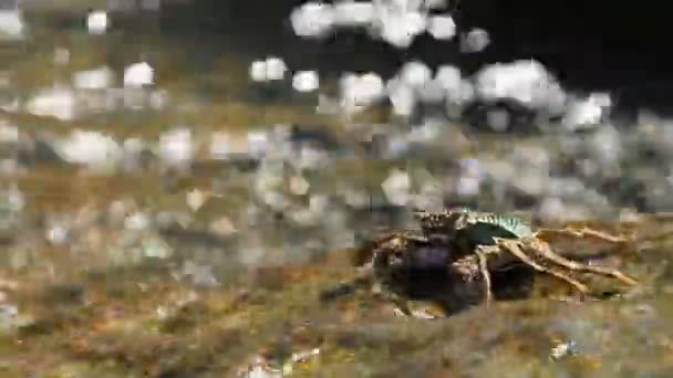 Crabe rampant sur un rocher près de la mer et à la recherche de nourriture. le Crabe envoyant de la nourriture dans sa bouche en utilisant des griffes. Île de Phuket, Thaïlande . — Video