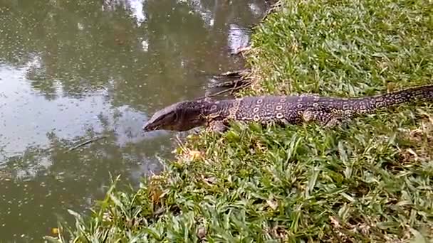 Monitorear lagarto arrastrándose sobre la hierba hasta el agua. Parque Lumpini, Bangkok, Tailandia . — Vídeos de Stock