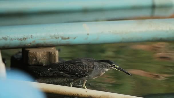 Стоковые Видео Охота На Птиц ⬇ Скачать Футажи Охота На Птиц.