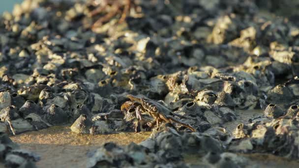 海の近くの岩の上でクロールと食品を探してをカニします。カニ爪を使用して、口の中に食べ物を送るします。タイ プーケット島. — ストック動画