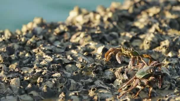 Krab czołgał się na skale, niedaleko morza i poszukując pokarmu. Krab straszenia innego kraba z jego terytorium i wysyłania żywności w jego ustach przy użyciu pazury. Wyspy Phuket, Tajlandia. — Wideo stockowe