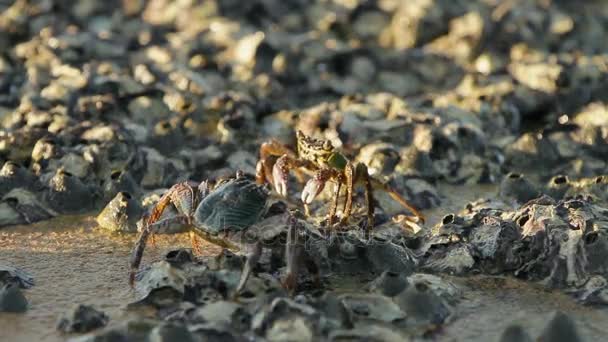 Krabben kriechen auf einem Felsen in der Nähe des Meeres und suchen Nahrung. Krabben, die eine andere Krabbe aus ihrem Revier verscheuchen und ihr mit Krallen Futter ins Maul schicken. Insel Phuket, Thailand. — Stockvideo