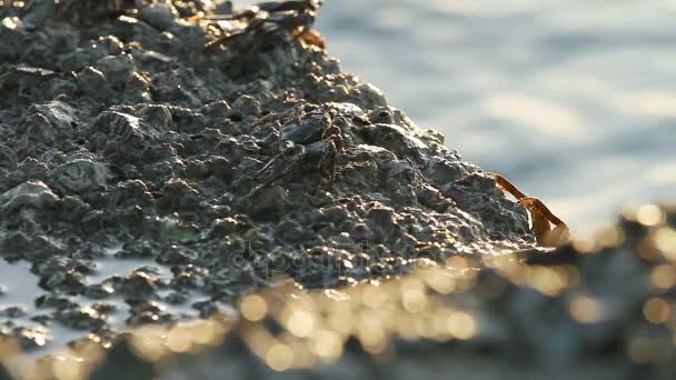 カニは、海の近くの岩の上でクロールします。石の上に座ってカニのグループ。タイ プーケット島. — ストック動画