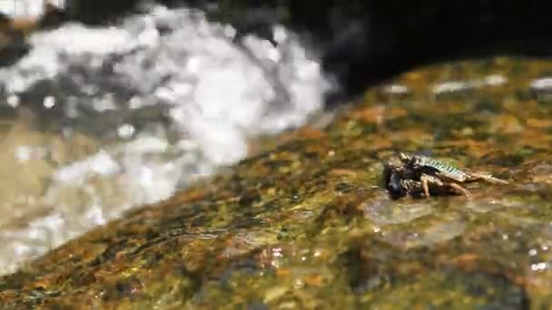 Krab, lezou na skále poblíž moře a hledání potravy. Krab, posílají jídlo do jeho úst pomocí klepet. Ostrov Phuket, Thajsko. — Stock video