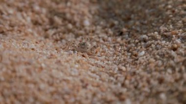 Minik Yengeç sahil kumu taklit eder. Phuket Island, Tayland.