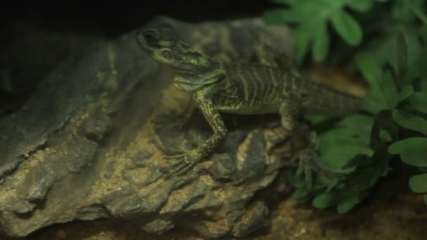 Retrato de cerca de lagarto iguana verde. Tailandia . — Vídeo de stock