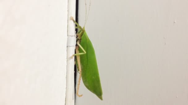 Насекомые семейства Tettigoniidae, обычно называемые кустарниковый сверчок, katydid, длиннорогий кузнечик сидит на стене . — стоковое видео
