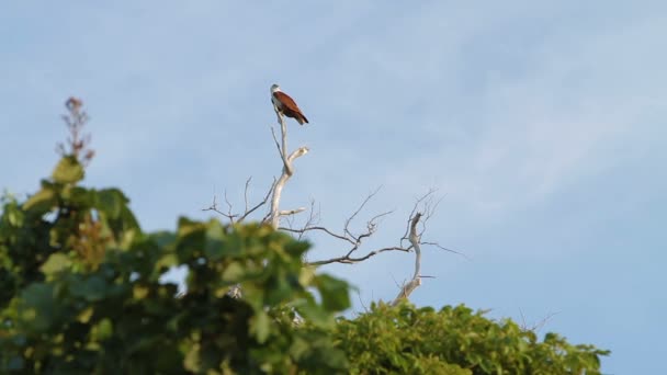 Zeearenden zitten op tak aan de boom van de topof. Phuket, Thailand. — Stockvideo