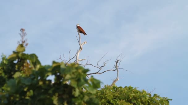 Seeadler sitzen auf einem Ast auf der Baumkrone. phuket, thailand. — Stockvideo