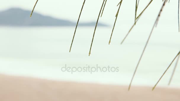 Onda suave do mar na praia de areia. Céu azul e mar azul. Vista através de agulhas de pinheiros. Phuket Island, Tailândia . — Vídeo de Stock