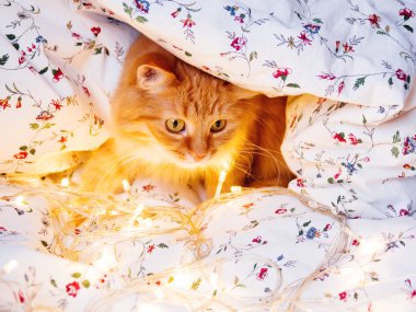 Şirin zencefil kedi ampulleri parlayan ile yatakta oturuyor. Kabarık pet merakla görünüyor. Rahat ev tatil arka plan.