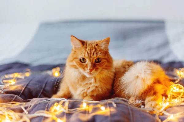 Gato de gengibre bonito deitado na cama com lâmpadas brilhantes. O animal de estimação fofo olha curiosamente. Aconchegante casa férias fundo . — Fotografia de Stock