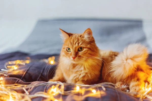 かわいい生姜猫輝く電球が付いているベッドで横になっています。ふわふわペットが不思議そうに見ています。居心地の良いホーム休日背景. — ストック写真