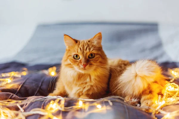 귀여운 생강 고양이 빛나는 전구 함께 침대에 누워. 무성 한 애완 동물 흥미롭게 보인다. 아늑한 홈 휴일 배경. — 스톡 사진
