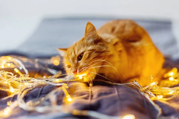 빛나는 전구, 휴일 훈장을 물고 귀여운 생강 고양이. 아늑한 홈 휴일 배경. — 스톡 사진