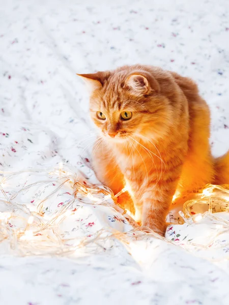 Gato de gengibre bonito sentado na cama com lâmpadas brilhantes. O animal de estimação fofo olha curiosamente. Aconchegante casa férias fundo . — Fotografia de Stock