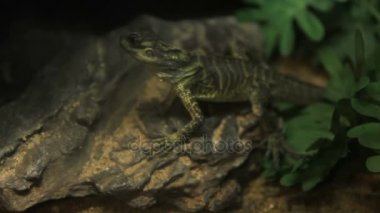 Yeşil iguana kertenkele portresi kapatın. Tayland.
