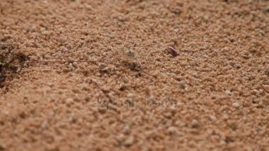 Minik Yengeç sahil kumu taklit eder. Phuket Island, Tayland.