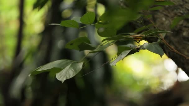 Arrière-plan naturel avec branche d'arbre aux feuilles vertes. Journée ensoleillée dans le parc Lumpini. Bangkok, Thaïlande . — Video