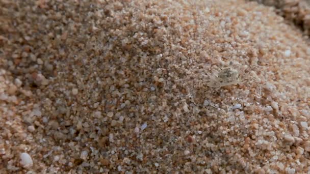 Caranguejo minúsculo imita areia de praia. Phuket Island, Tailândia . — Vídeo de Stock