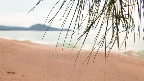 Vague douce de la mer sur la plage de sable fin. Ciel bleu et mer azur. Vue à travers les aiguilles de pin. Île de Phuket, Thaïlande . — Video